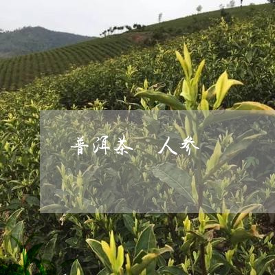 普洱茶 人参/2023042929770